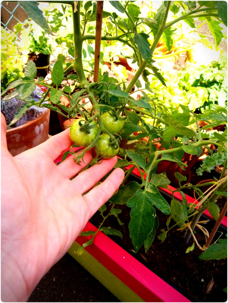 6tomatoes 770x1024 - 29th June - 5th July 2020