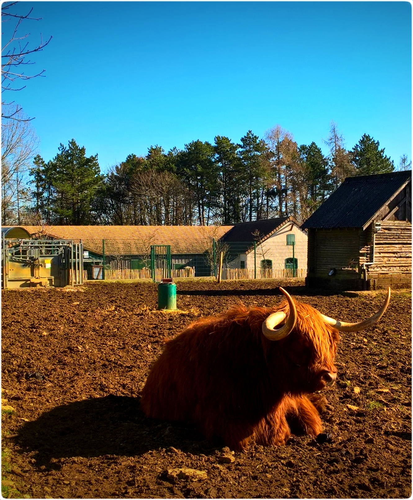 Esch, Escherer Deierepark, fabruar 2021, family time, quality time, majestic, inspecting the surrondings