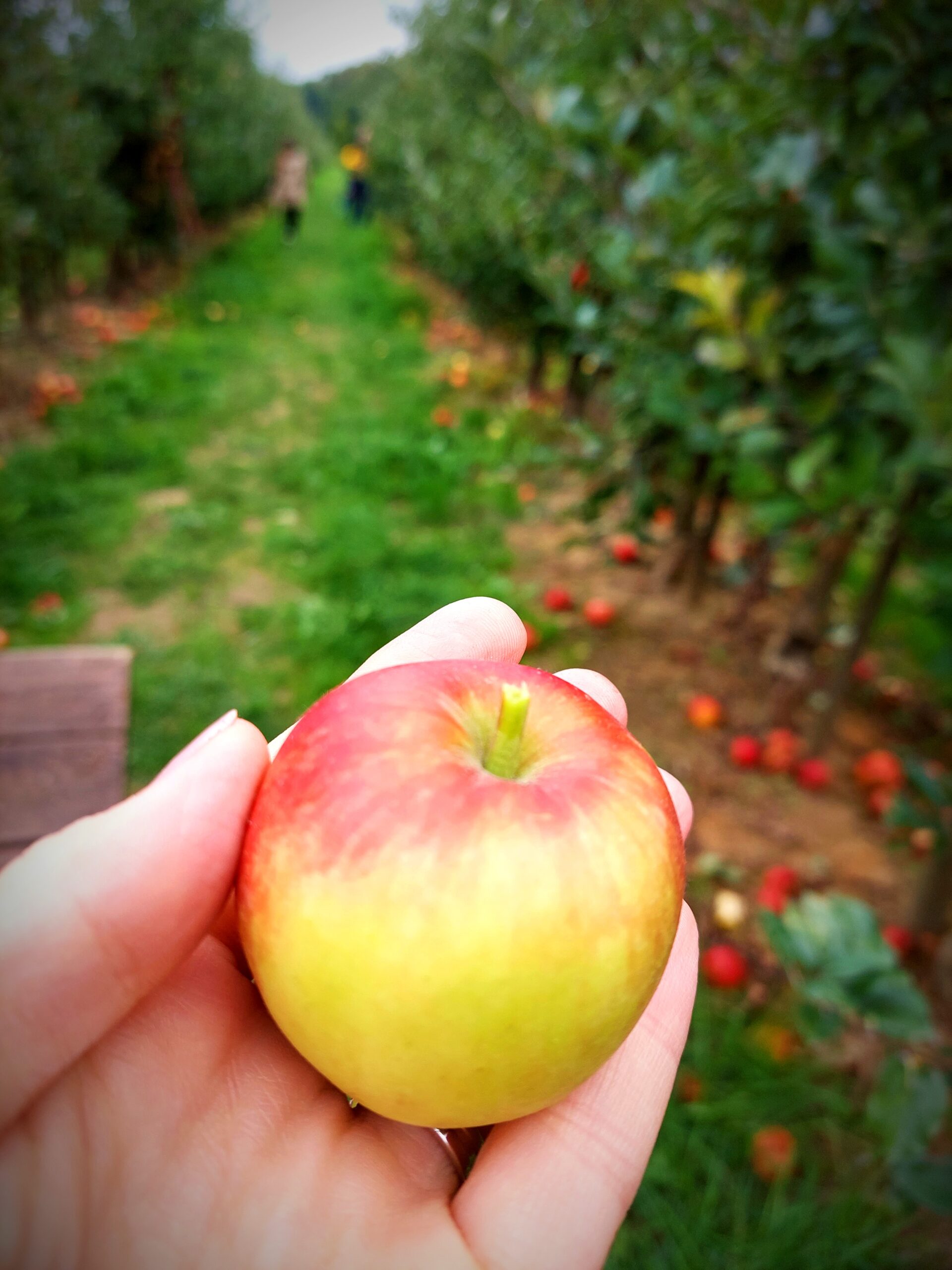 apples, fruit trees, orchard, picking apples, jabolka, sadno drevje, sadovnjak, nabiranje jabolk,mele, alberi da frutto, frutteto, raccogliere mele, pommes, arbres fruitiers, verger, cueillette de pommes, Äppel, Uebstbeem, Orchard, Äppel plécken,