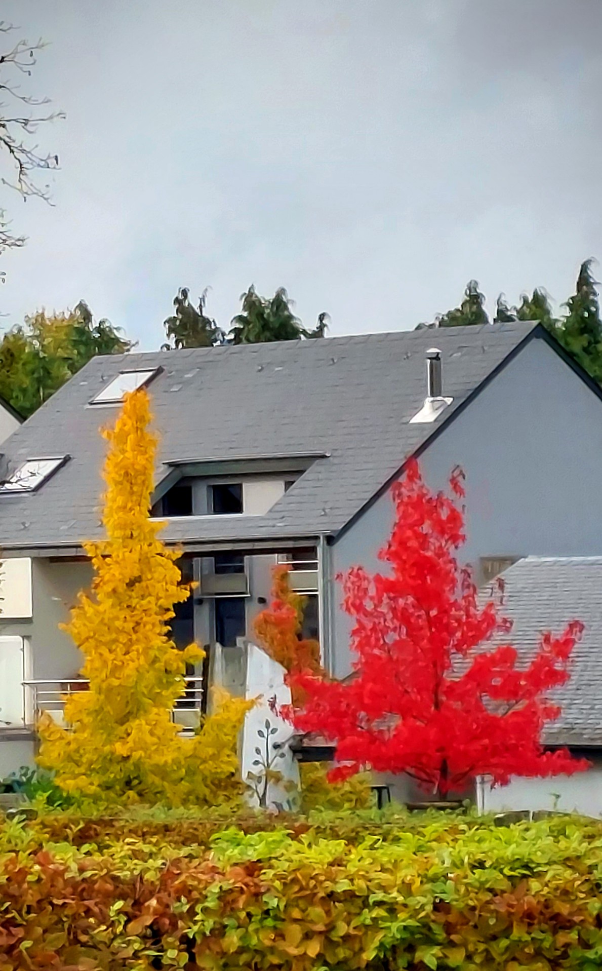 two trees, yellow and res, the colours of autumn,