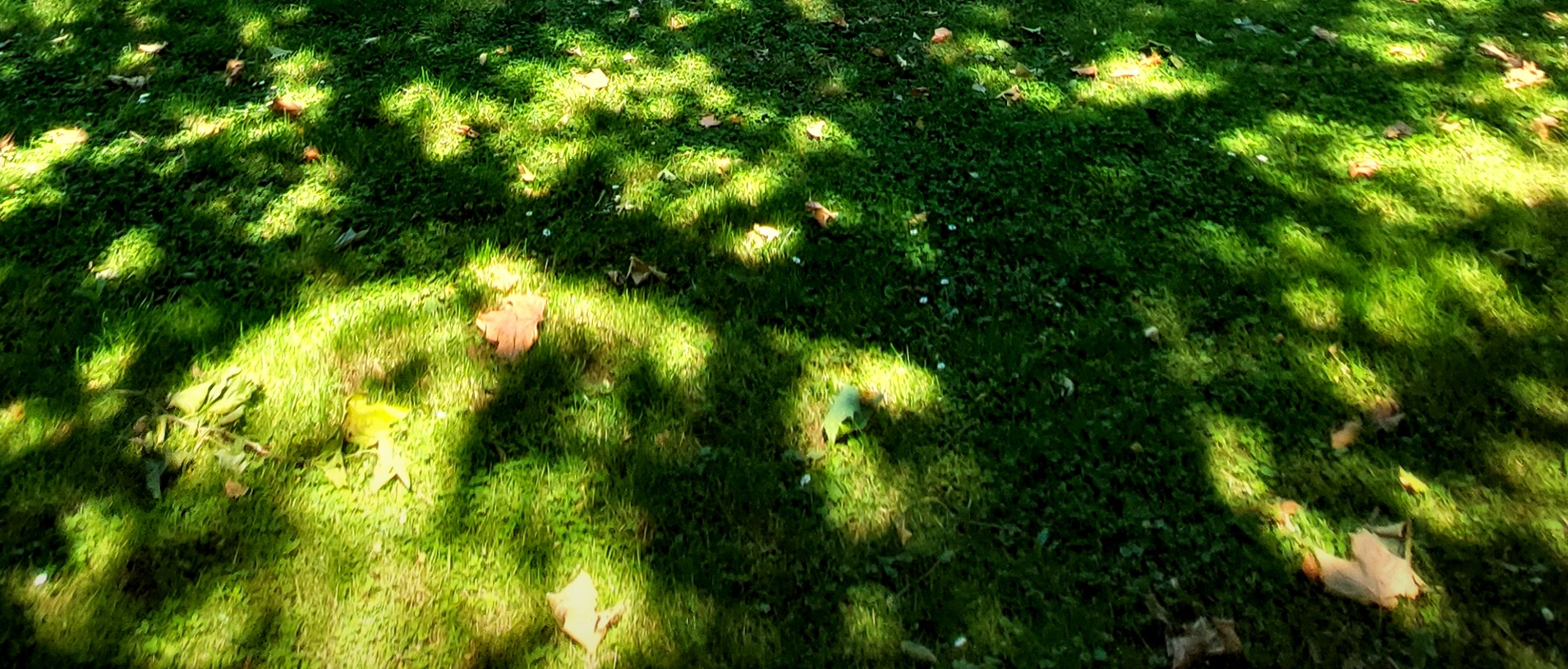 sunny and hot, exception, green grass, park, go-to, our summer home, sonneg a waarm, Ausnam, gréng Gras, Park, eist Summerheem, ensoleillé et chaud, exception, herbe verte, parc, incontournable, notre maison d'été, soleggiato e caldo, eccezione, erba verde, parco, destinazione, la nostra casa estiva,, sončno in vroče, izjema, zelena trava, park, obisk, naš poletni dom