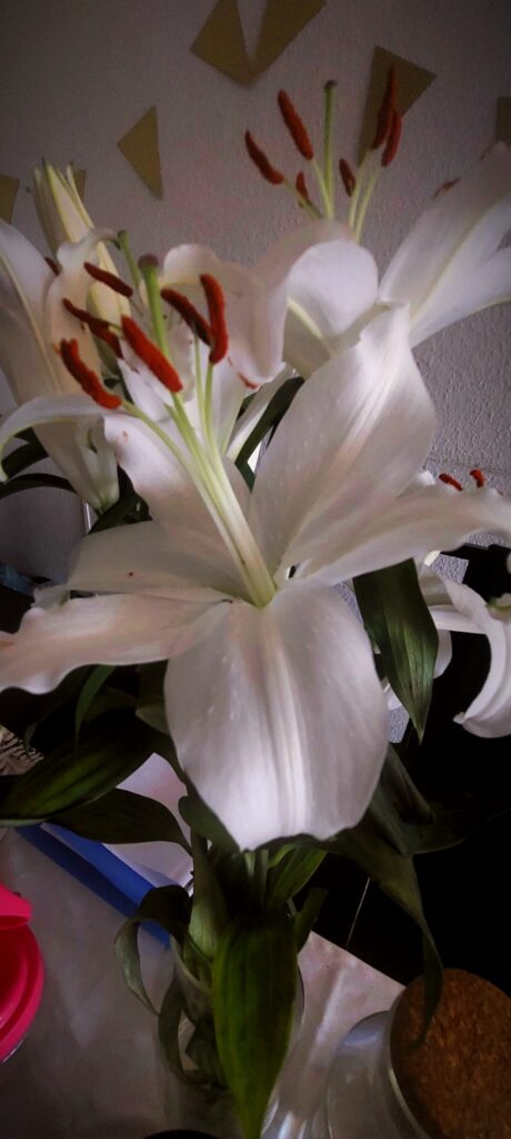 7roze 460x1024 - 5th - 11th January, 2026